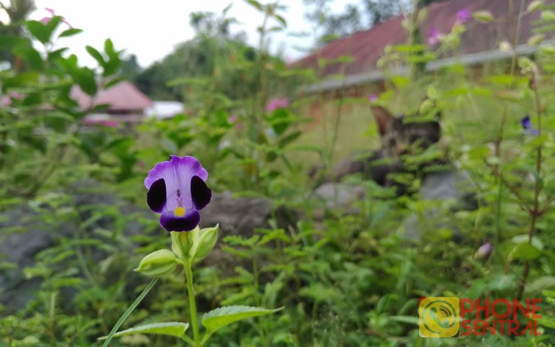Asus Zenfone 3 photo sample